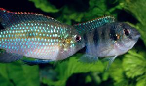 Пельматохромис Томаса (Pelmatochromis thomasi) - 