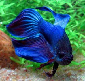 Петушок, или Бойцовая рыбка (Betta splendens) 