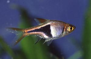 Расбора клинопятнистая (Rasbora heteromorpha) 