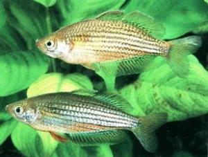 Радужная рыбка (Melanotaenia maccullochi) - 