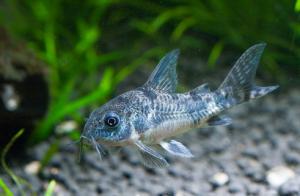 Сомик крапчатый (Corydoras paleatus) 