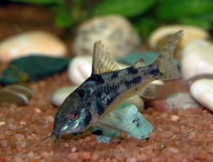 Сомик крапчатый (Corydoras paleatus) - 