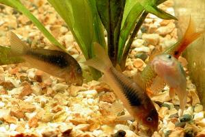 Сомик золотистый (Corydoras aeneus) - 