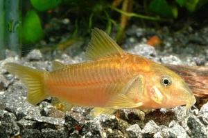 Сомик золотистый (Corydoras aeneus) - 