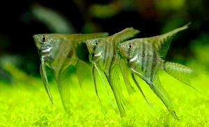 Скалярия (Pterophyllum scalare) - 