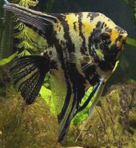 Скалярия (Pterophyllum scalare) - 