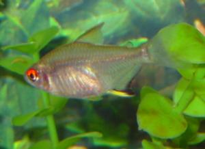 The Tetra Is Bloody. Callistus: Fish Care, Photo, Video, Housing, Breeding