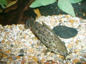 Таракатум (Hoplosternum thoracatum) - 