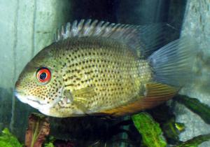 Цихлазома северум (Cichlasoma severum) - 