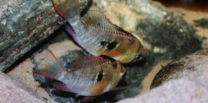 Апистограмма альтиспиноза (Papiliochromis (Microgeophagus) altispinosa) 