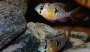 Апистограмма альтиспиноза (Papiliochromis (Microgeophagus) altispinosa) - 