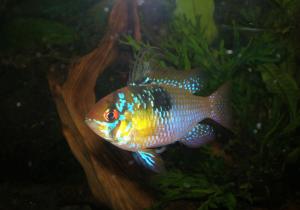 Апистограмма Рамиреза (Papiliochromis Ramirezi) 