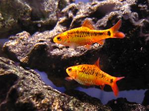 Барбус зеленый (Barbus semifasciolatus) - 