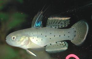 Бычок пятнистый (Stigmatogobius sadanundio) 