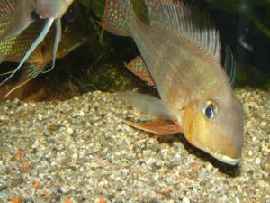 Геофагус суринамский (Geophagus surinamensis) - 