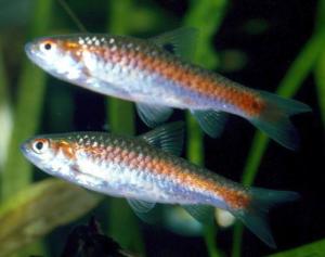Барбус двухточечный (Barbus bimaculatus) - 