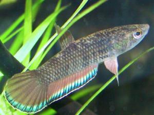 Бетта пикта (Betta picta) 