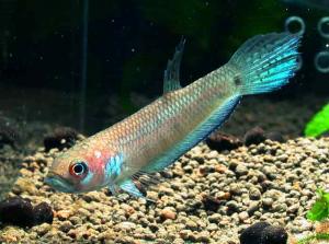 Бетта унимакулата (Betta unimaculata) 