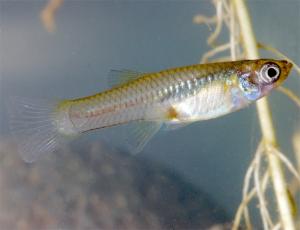 Гамбузия обыкновенная (Gambusia affinis affinis) 