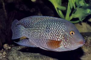 Геофагус бразильский (Geophagus brasiliensis) 