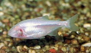 Рыба слепая (Astyanax mexicanus) 