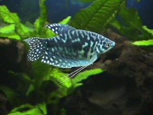 Гурами мраморный (Trichogaster trichopterus sumatranus) 