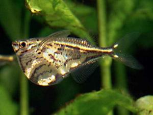 Карнегиела мраморная (Carnegiella strigata) - 