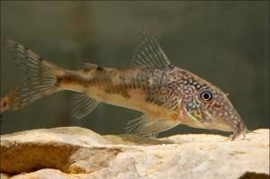 Коридорас барбатус (Corydoras barbatus) 