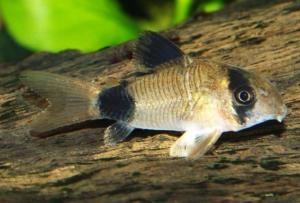 Коридорас панда (Corydoras panda ) 