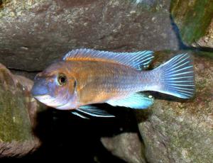 Лабеотрофеус Тревавас (Labeotropheus trewavasae) - 