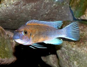 Лабеотрофеус Тревавас (Labeotropheus trewavasae) - 