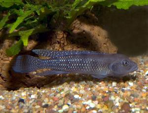 Лампрологус конголезский (Lamprologus congoensis) 