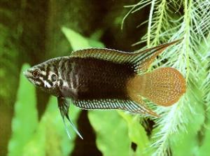 Макропод круглохвостый (Macropodus chinensis) 