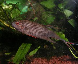 Макропод черный (Macropodus concolor) 