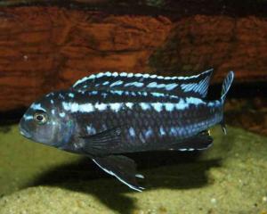 Меланохромис Иохана (Melanochromis johanni) - 