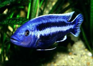 Меланохромис Чипока (Melanochromis chipokae) - 