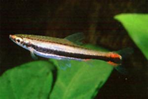 Нанностомус двухполосый (Nannostomus bifasciatus) - 