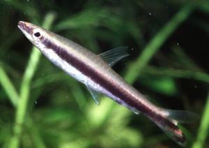 Нанностомус однополосый. Пецилобрикон однополосый (Nannostomus unifasciatus) - 