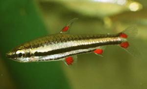 Нанностомус трехполосый (Nannostomus trifasciatus) - 