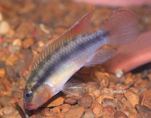 Нанохромис димидиатус (Nanochromis dimidiatus) 