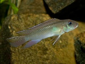 Нанохромис нудицепс (Nanochromis nudiceps) - 