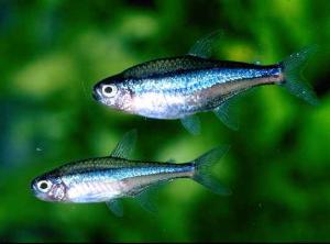 Неон голубой (Paracheirodon simulans) 