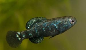 Окунек черный (Elassoma evergladei) - 