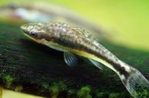 Отоцинклус аффинис (Otocinclus affinis) - 