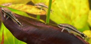 Отоцинклус виттаус (Otocinclus vittatus) 