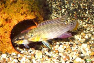 Попугай сетчатый (Pelvicachromis subocellatus) 