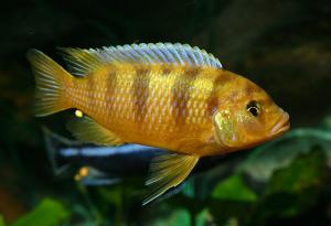 Псевдотрофеус Ломбардо (Pseudotropheus lombardoi) 