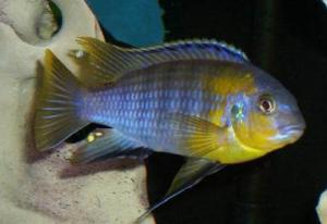 Псевдотрофеус трофеопс (Pseudotropheus tropheops) 