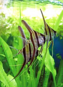 Скалярия большая (Pterophyllum altum) - 