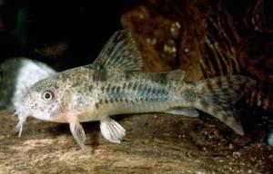 Сомик Коча (Corydoras cochui) 